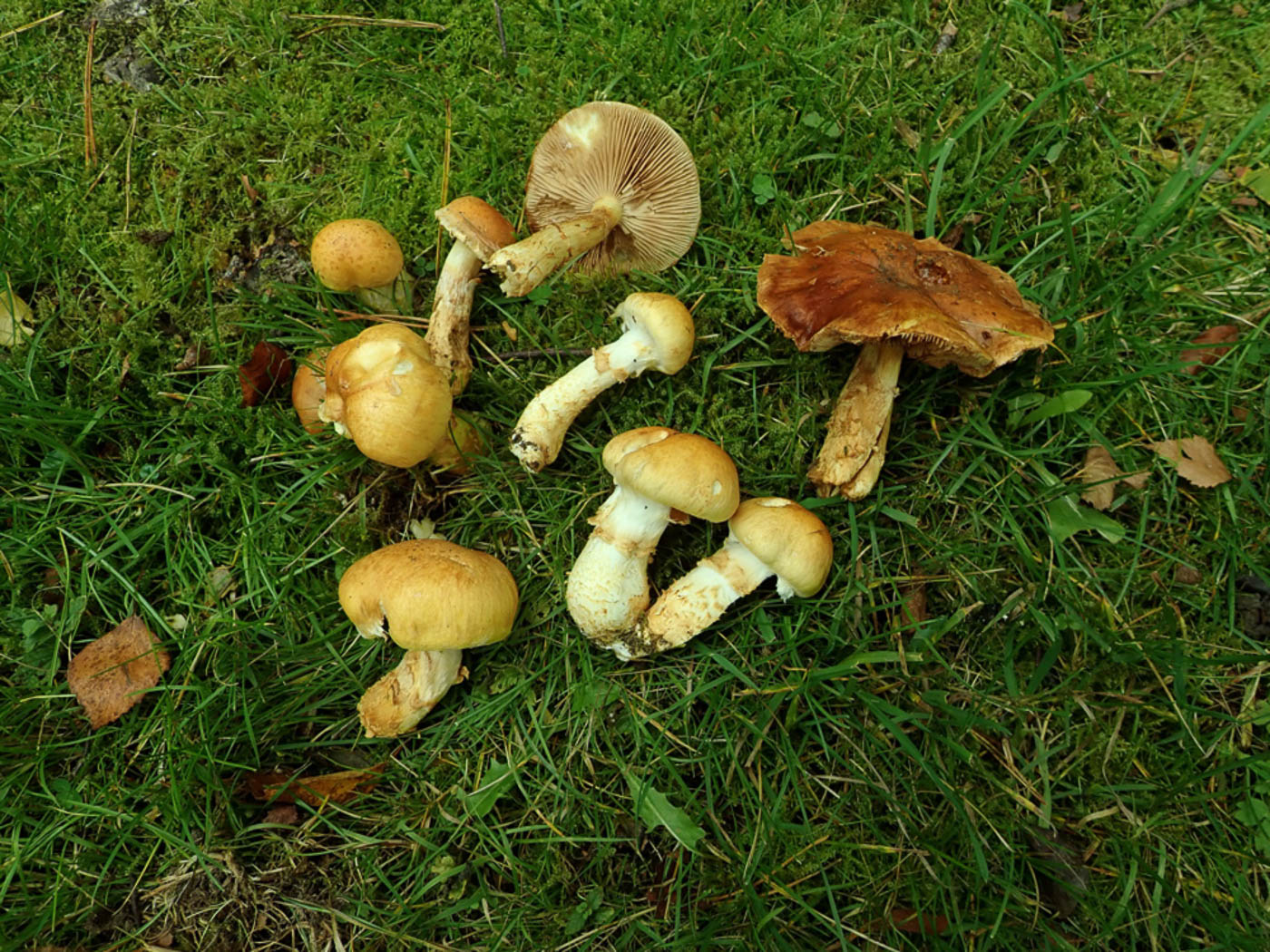 Photo © Penny Cullington Cortinarius trivialis by Penny Cullington